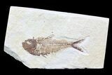 Bargain, Diplomystus Fossil Fish - Wyoming #74581-1
